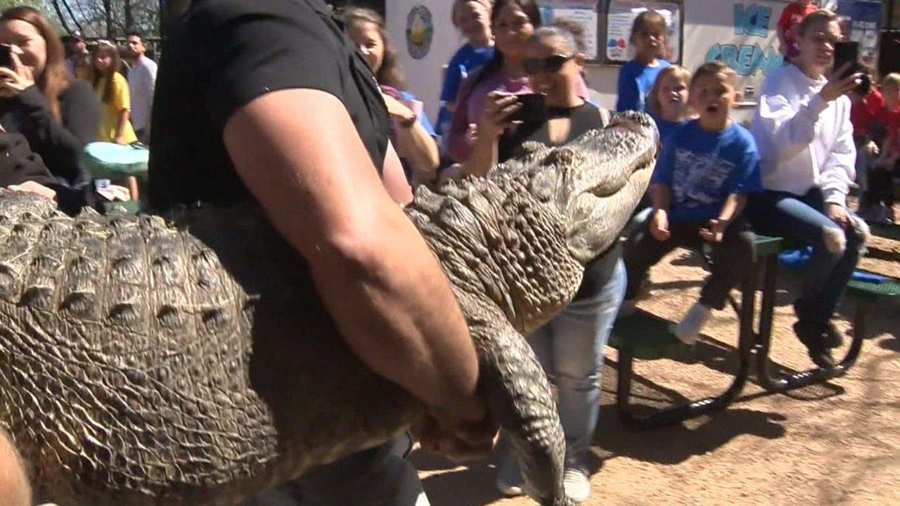 ¡El interno del zoológico robó un huevo de caimán y crió un reptil hace 20 años!