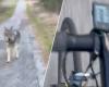 Un ciclista perseguido por un lobo en Holanda